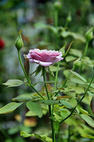 苗栗雅聞七里香玫瑰花園-14.JPG