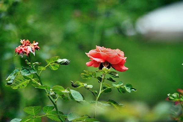 苗栗雅聞七里香玫瑰花園-23.JPG