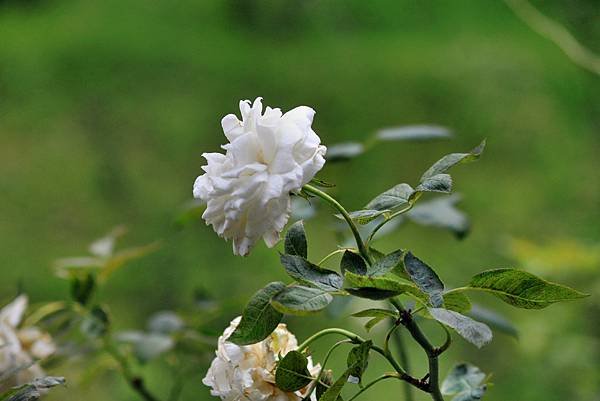 苗栗雅聞七里香玫瑰花園-30.JPG