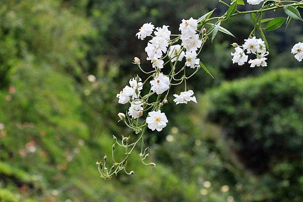 苗栗雅聞七里香玫瑰花園-33.JPG