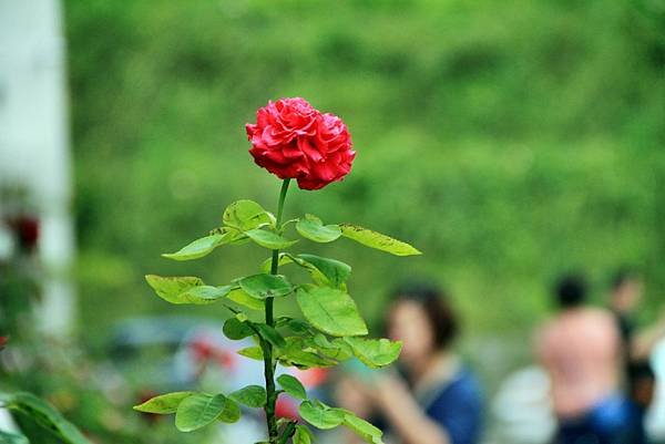 苗栗雅聞七里香玫瑰花園-40.JPG