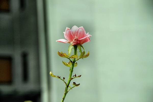 苗栗雅聞七里香玫瑰花園-43.JPG