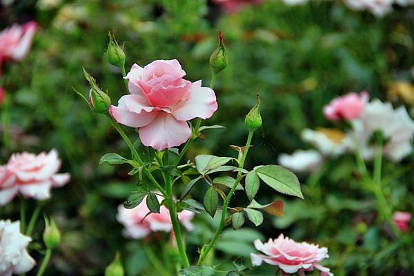 苗栗雅聞七里香玫瑰花園-46.JPG