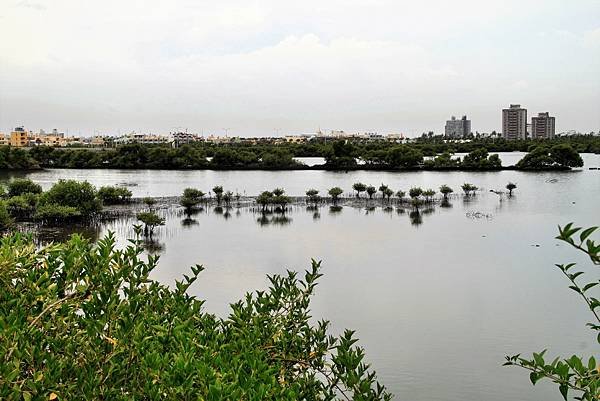 大鵬灣紅樹林.JPG