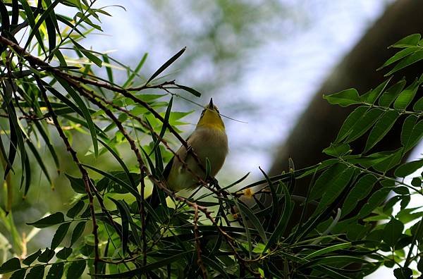 河邊鳥事-18.JPG