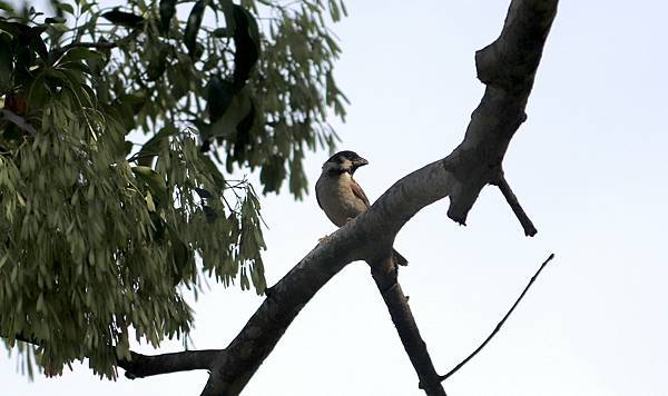 河邊鳥事-21.JPG