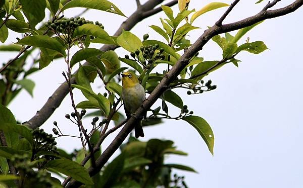 河濱公園鳥事-1.JPG