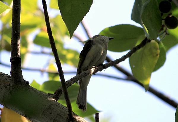 河濱公園鳥事-17.JPG