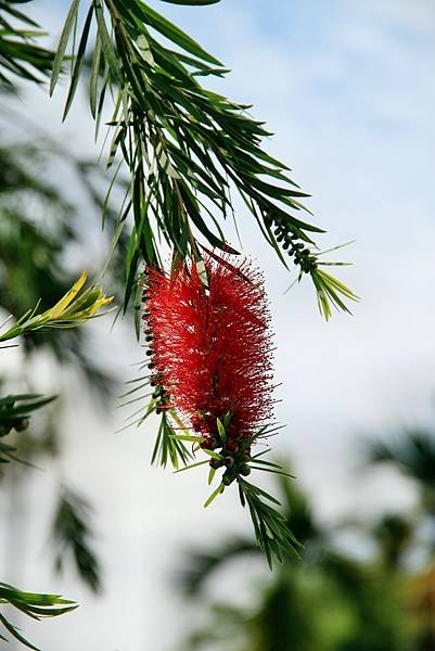 麒麟潭拈花惹草-10.JPG