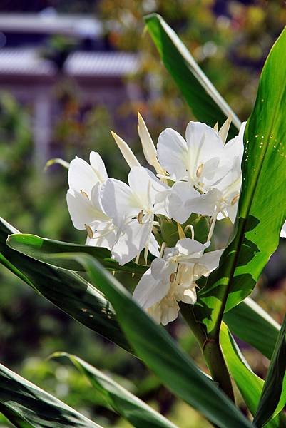 麒麟潭拈花惹草-15.JPG