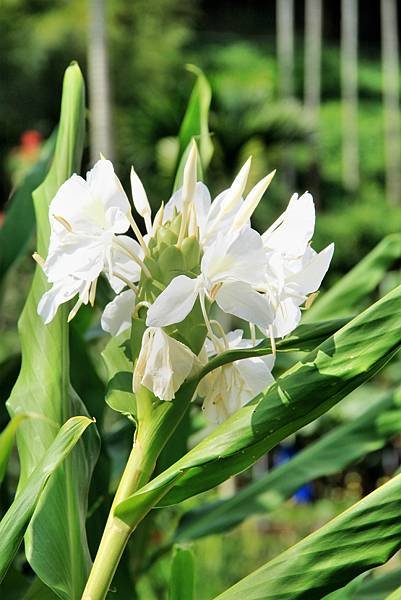 麒麟潭拈花惹草-16.JPG