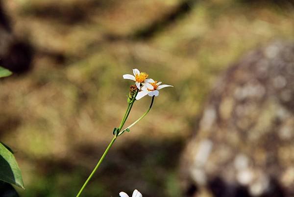 麒麟潭拈花惹草-13.JPG