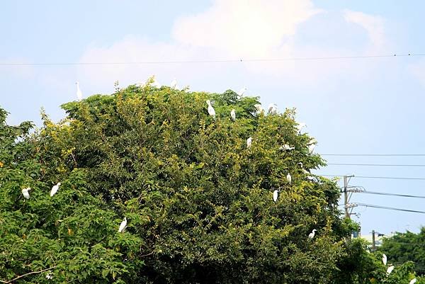 河邊鳥事.JPG