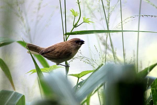 河邊鳥事-8.JPG