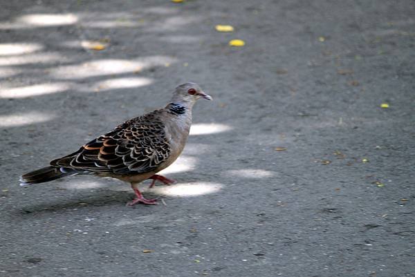 河邊鳥事-18.JPG