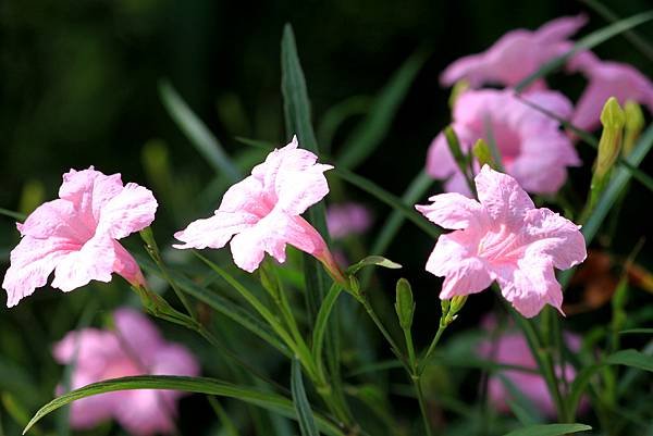 河濱公園拈花惹草-16-1.JPG