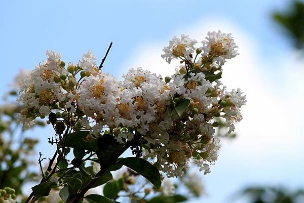 河濱公園拈花惹草-31.JPG