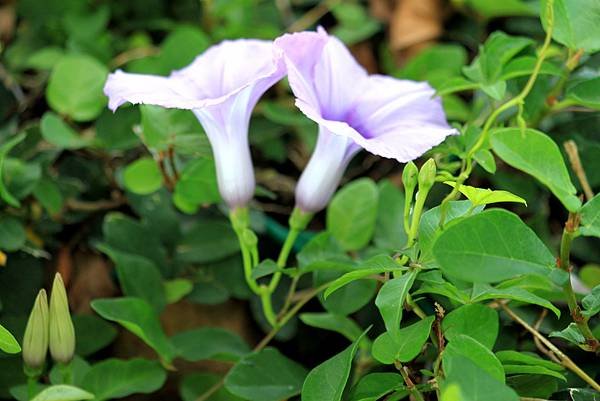 河濱公園拈花惹草-36.JPG