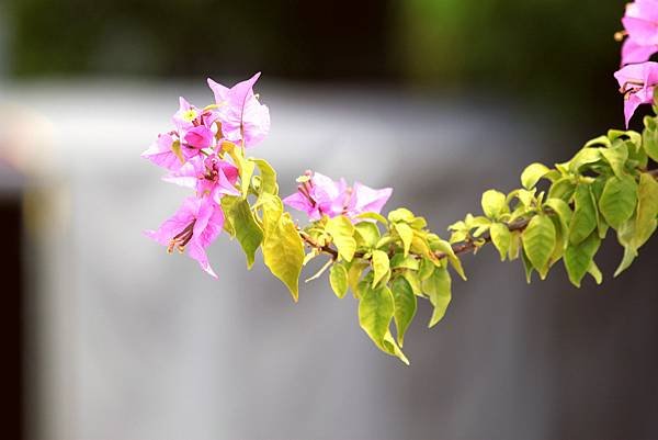 河濱公園拈花惹草-44-1.JPG