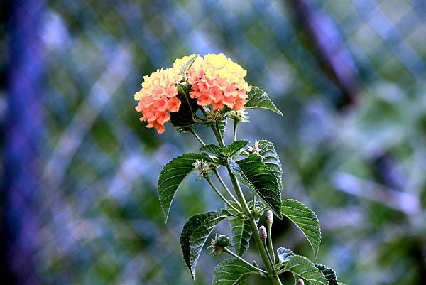 河濱公園拈花惹草-46.JPG