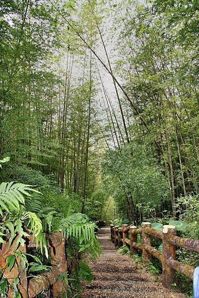 孟宗竹林踏青-1.JPG