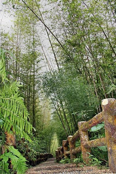 孟宗竹林踏青-2.JPG