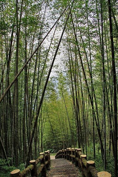 孟宗竹林踏青-6.JPG