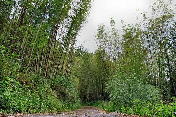 孟宗竹林踏青-7.JPG
