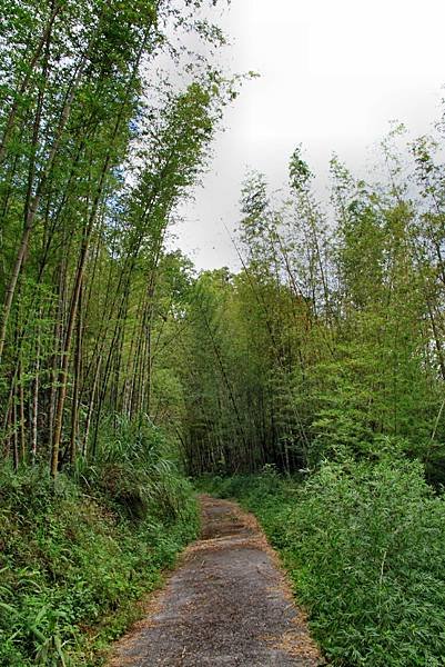 孟宗竹林踏青-8.JPG