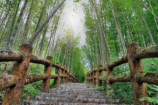 孟宗竹林踏青-9.JPG