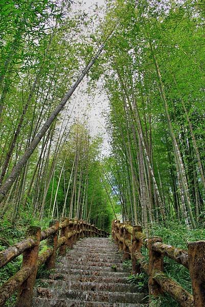 孟宗竹林踏青-10.JPG