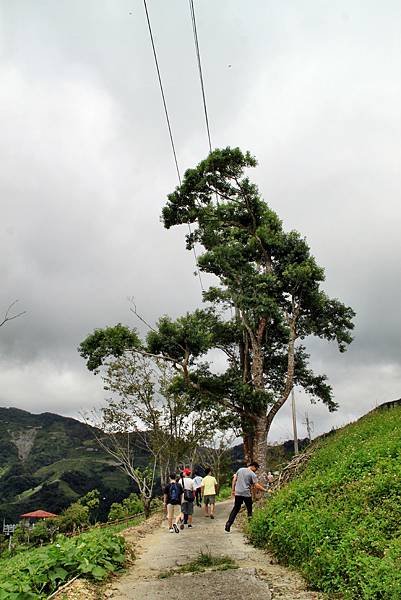 孟宗竹林踏青-13.JPG