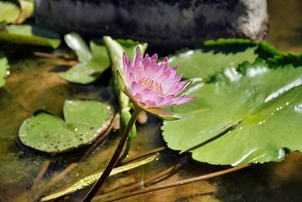 大溪齋明寺蓮花之美-4.JPG