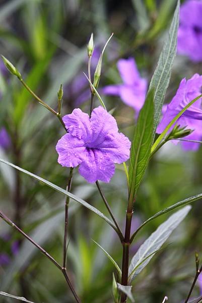 拈花惹草-4.jpg