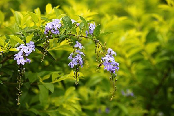 拈花惹草-15.jpg