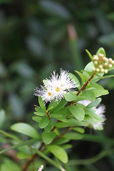 拈花惹草-19.jpg