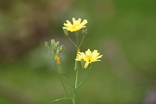 拈花惹草-21.jpg