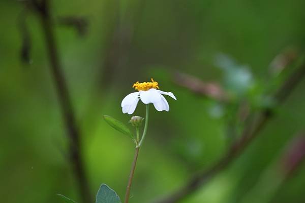 拈花惹草-23.jpg