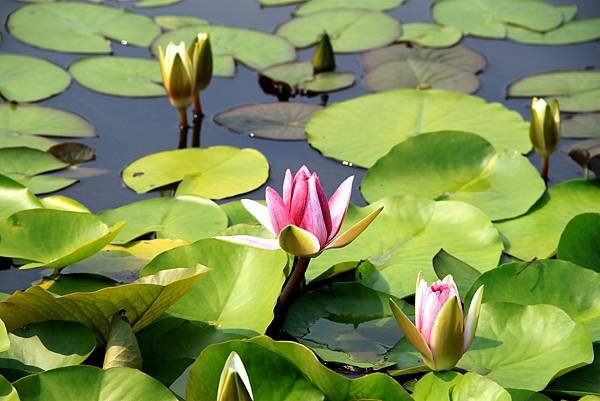 日本之旅拈花惹草-2.JPG