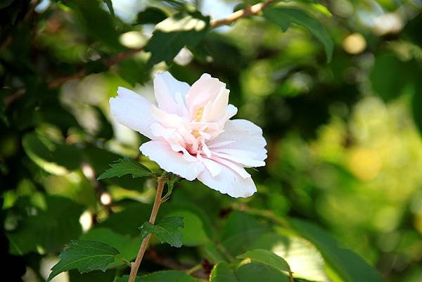 日本之旅拈花惹草-2.JPG