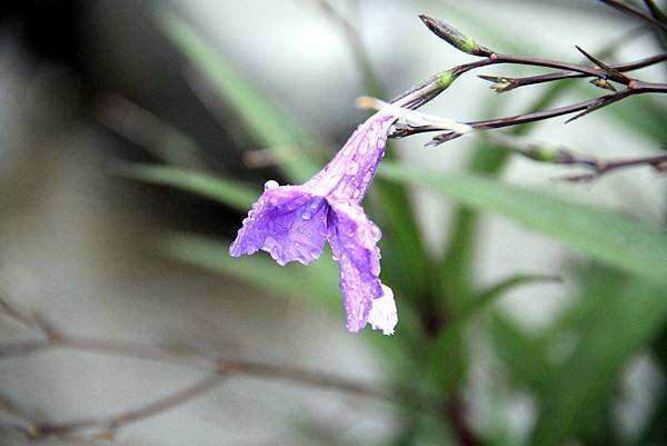 赤柯山拈花惹草-12.JPG