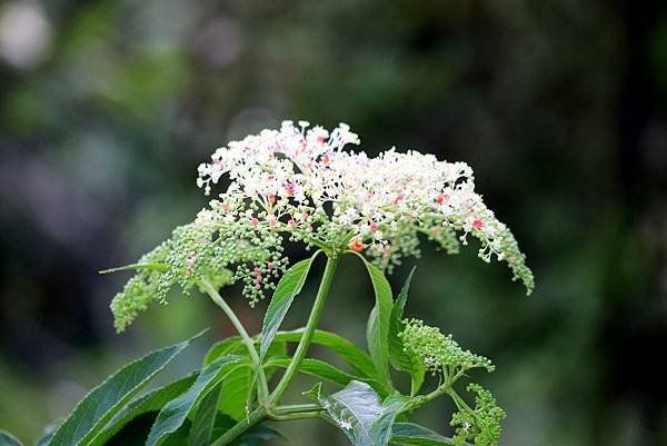 赤柯山拈花惹草-23.JPG