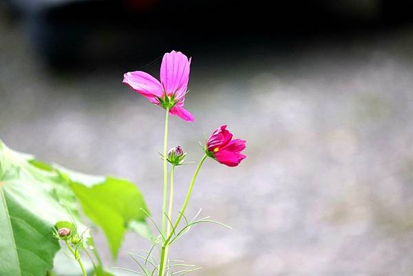 赤柯山拈花惹草-34.JPG