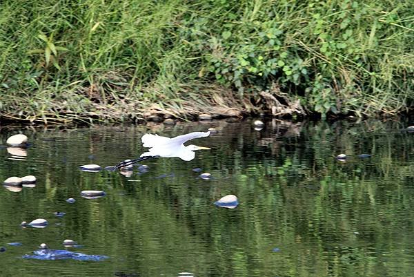 河邊鳥事-85.JPG