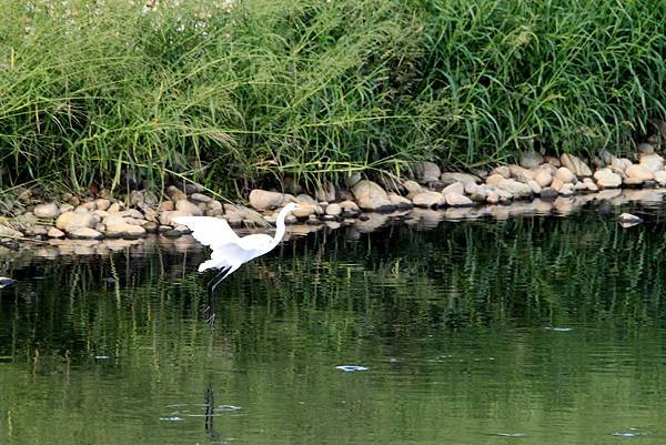 河邊鳥事-86.JPG