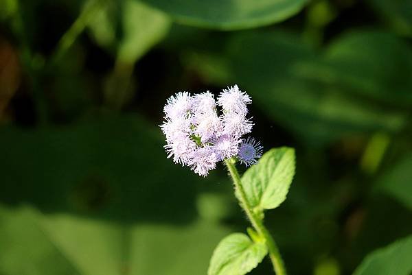 苗栗大湖大窩山拈花惹草-3.JPG