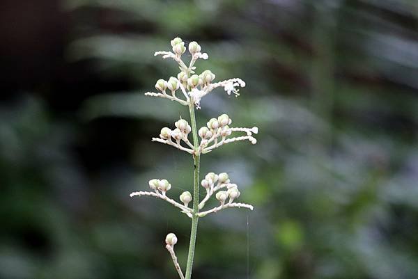 苗栗大湖大窩山拈花惹草-27.JPG