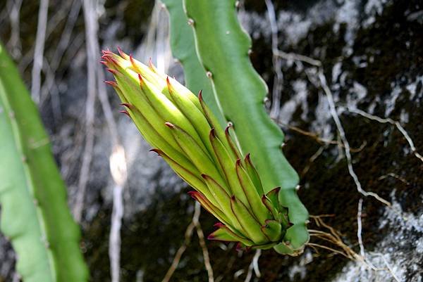 苗栗大湖大窩山拈花惹草-46.JPG