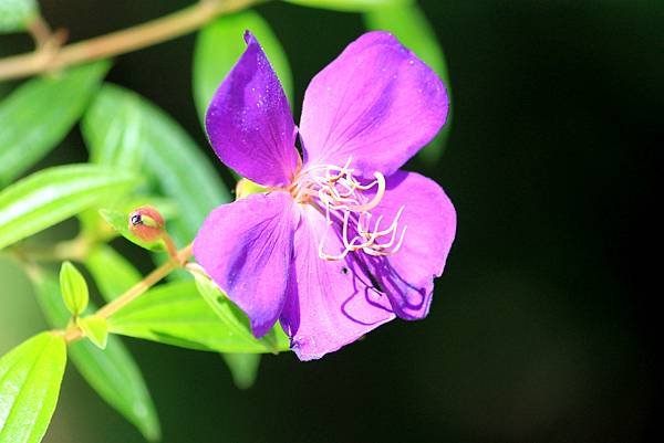 百吉拈花惹草-3.JPG