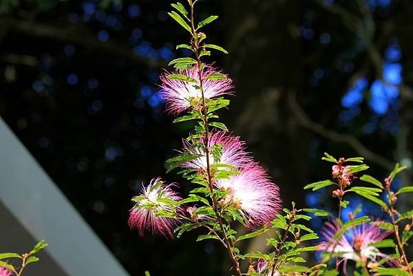 百吉拈花惹草-26.JPG